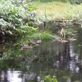 三湖に浮かぶカルガモの親子たち